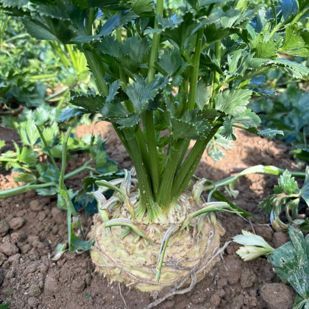 Evenements - Ferme Pedagogique Belle Vue