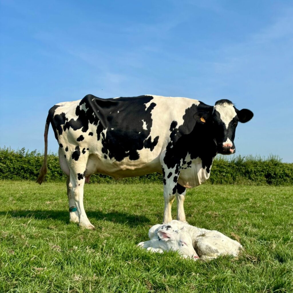 Vaches - Ferme Pedagogique Belle Vue